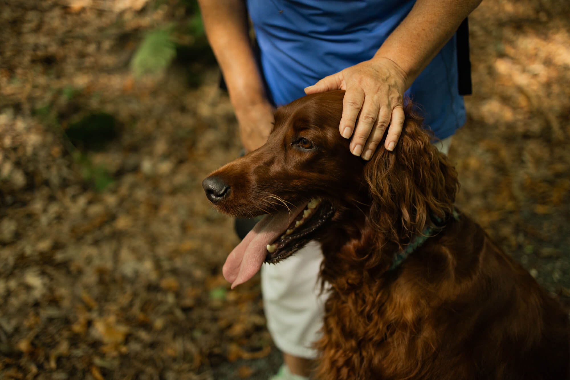 アイリッシュセッターを飼うのは大変？向いている人・向かない人